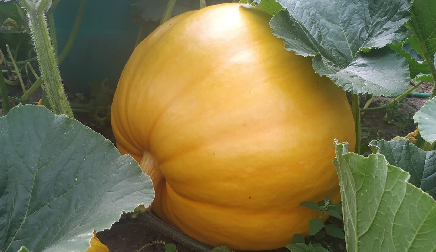 Magiczny Ogród Aleksandry